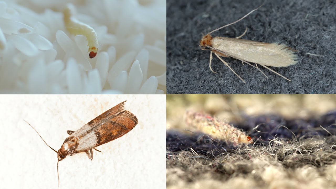 How to Use the Envirosafe Pantry Moth Trap 