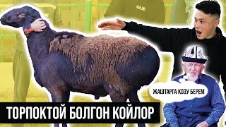 Миң баш кой баккан Өсөр ажынын койлорду багуу боюнча сырлары жана кеңештери - #ГИССАРКОЙЛОР