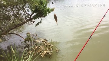 Câu sông Tân Uyên | Video đầu tiên