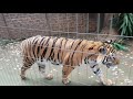 This is the Tiger video to watch !