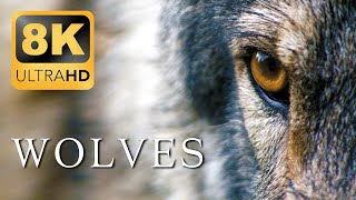 WOLVES 8K Video Ultra HD 60FPS HDR