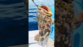 SHARKS | Goliath Grouper😬 #fishing #goliathgroupers #florida