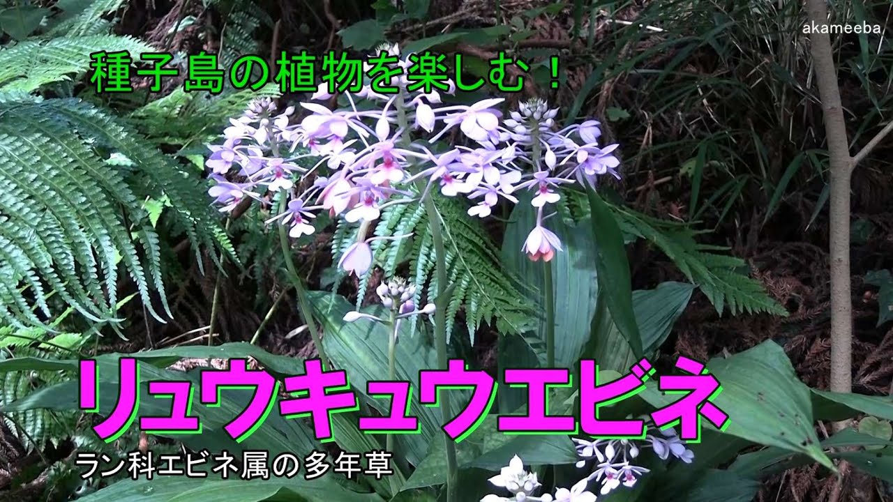 オナガエビネ - 四季折々の草花 - ふるさと種子島