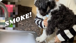 The Funniest & Cutest Mini Sheepadoodle Compilation by Cosmo the Mini Sheepadoodle 3,755 views 10 months ago 1 minute, 21 seconds