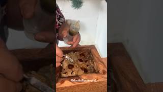 🐝 Colheita de mel das abelhas nativas sem ferrão #sitio #vidanaroça # #agriculturaregenerativa