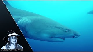 Goliath Grouper & Sharks 01 Footage