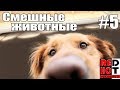 Смешные животные #5 Видео приколы с животными 2018