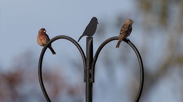The Great Backyard Bird Count: How you can participate and why it