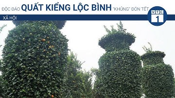 Độc đáo quất kiểng lộc bình "khủng" đón Tết | VTC1