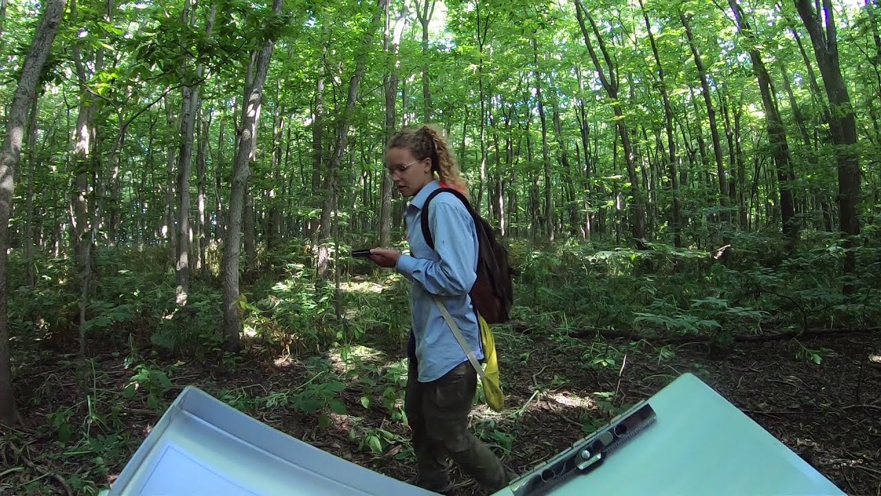 West Sister Island National Wildlife Refuge Nest Count Survey YouTube
