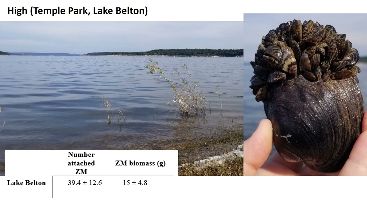 Impacts of Zebra Mussels on Texas Unionid Mussels - Ericah Beason and Astrid Schwalb, FMCS 2021