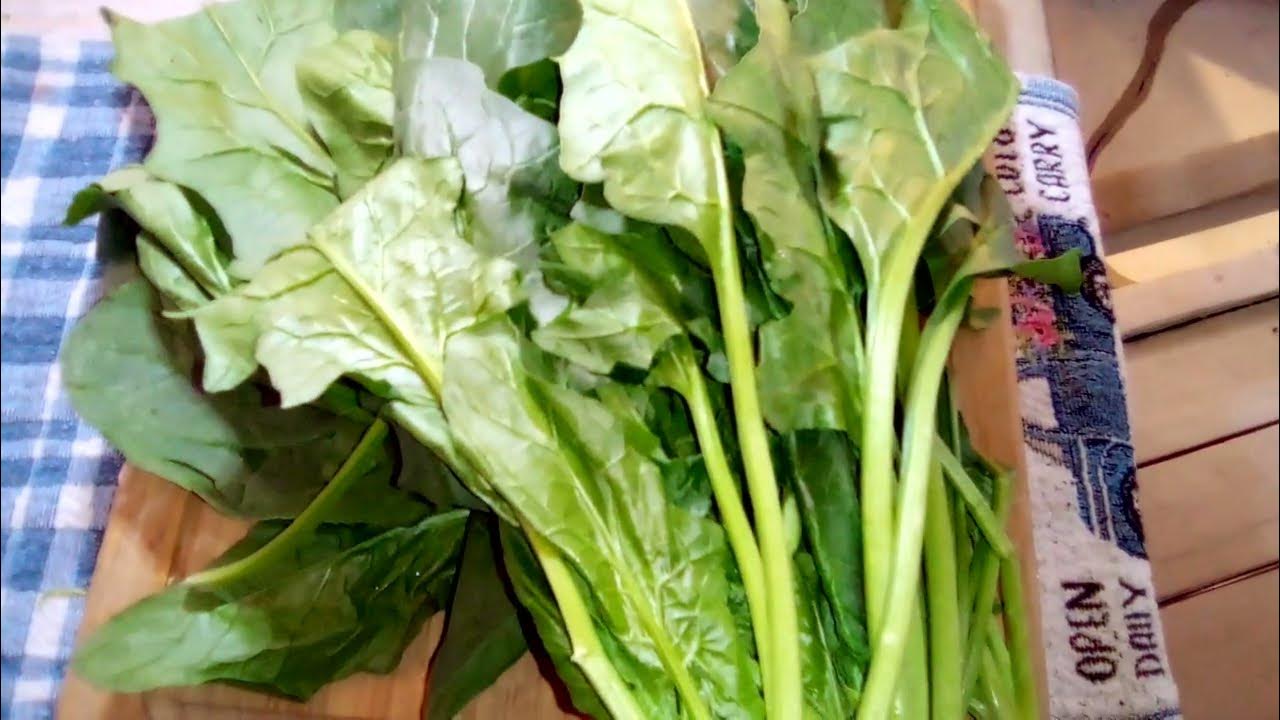 How to make Mustard Greens and cornbread YouTube