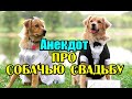 Анекдот про Собачью свадьбу. Новый анекдот.