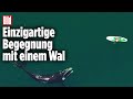 80 Tonnen schwerer Glattwals spielt mit Paddler