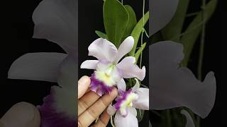 Celebrity Cattleya Fitz Eugene Dixon #orchid #anggrek #orquideas Net Worth