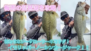 バス釣り 梅雨の琵琶湖攻略 50up登場 梅雨の雨の中 ハマるパターンとは 喰わせなジークローラーネコリグ イモリッパーノーシンカーが炸裂 魚釣り系you Tuberまとめサイト Fishing