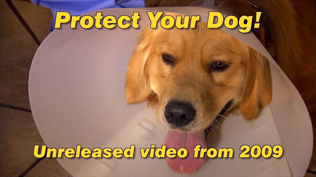 Protect Your Dog! YouTube