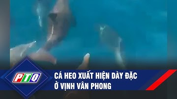 Cá heo xuất hiện dày đặc ở vịnh Vân Phong | PTQ