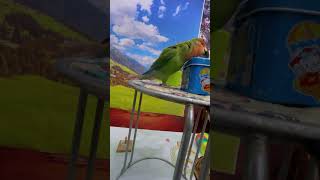 Bird Training : Smart Lovebird Parrot | Smart Little Cute Parrot #Training #Smartparrot #Cute
