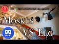 VR180 Naturhistorisk Museum - Moskus og elg (in norwegian)