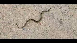 First Georgia Snakebite. Just A Gartersnake. Nonvenomous