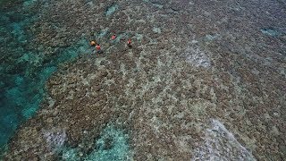 サンゴ死滅、広がる茶色　沖縄の石垣・西表島間