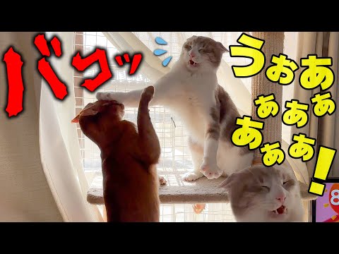 顔はビビってるのに信じられない威力の猫パンチを撃ってしまう猫