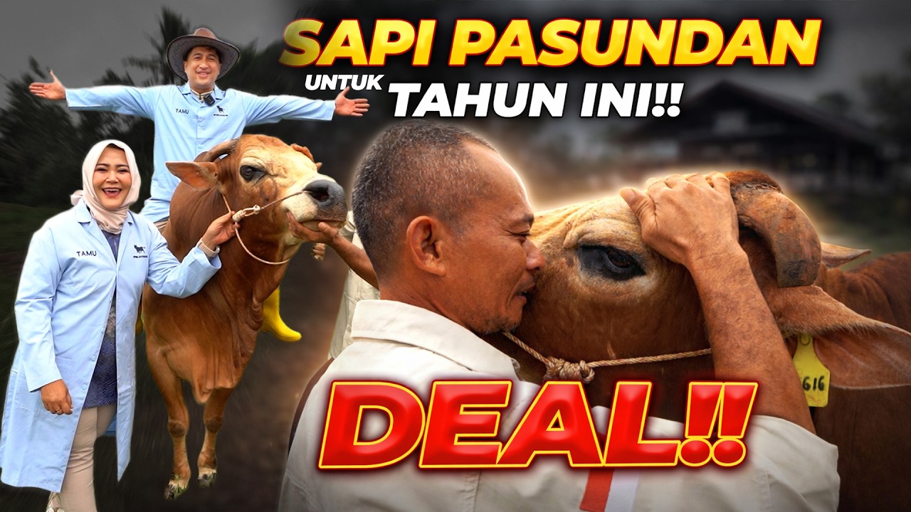 SEDIH..!! SAPI PASUNDAN PALING BAIK HARUS BERPISAH DENGAN KEEPERNYA..!!