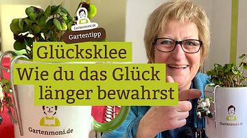 Wie überlebt mein Glücksklee?