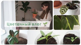 Цветочный влог 🌱 полив растений, обработка растений, рассада перцев и посев астры на подоконнике! 🌺