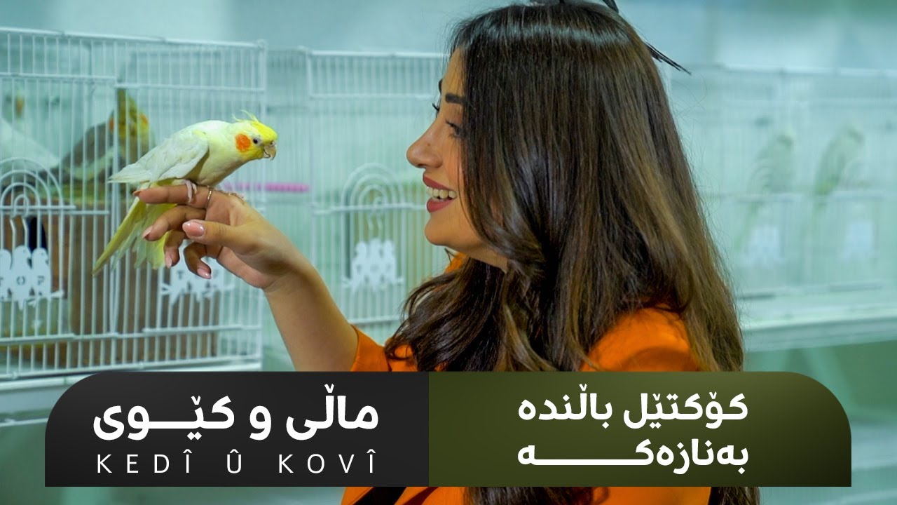 KEDÎ Û KOVÎ | ماڵی و کێوی - کۆکتێل باڵندە بەنازەکە