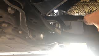 Carpet Python under the car engine