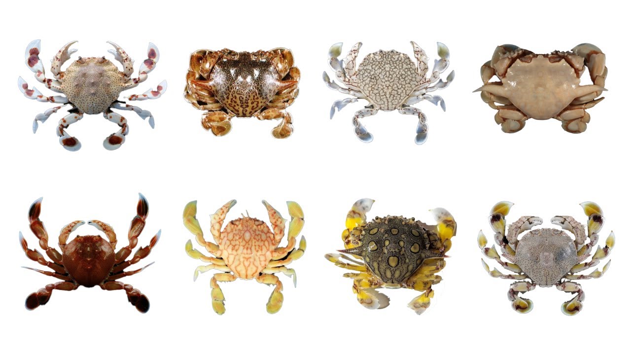 8 Moon Crab Species With Scientific Names Matutidae Family 8 Moon Crab Species With Scientific Names Matutidae Family