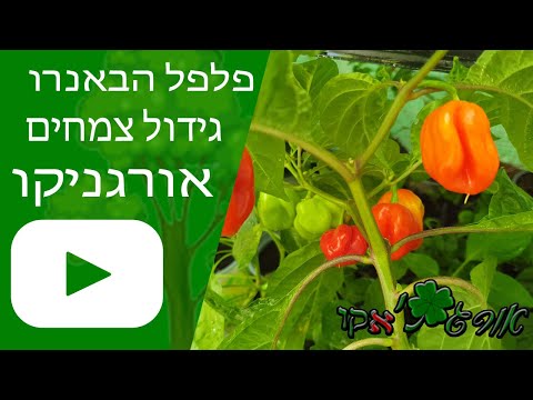 וִידֵאוֹ: איך מקפיאים פלפלי הבנרו?