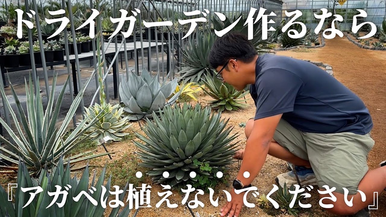 Don't plant agave if you want to create a high-end dry garden