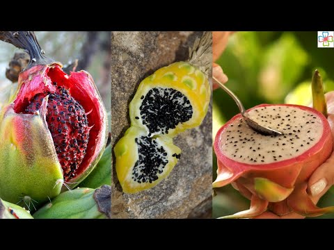 Wideo: Czy możesz jeść płatki kaktusa: jak i kiedy zbierać jadalne kaktusy