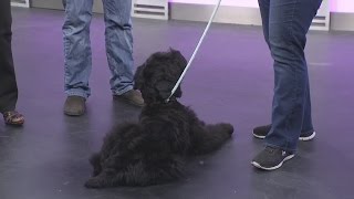 Tips on training new puppy from PetSmart dog trainer