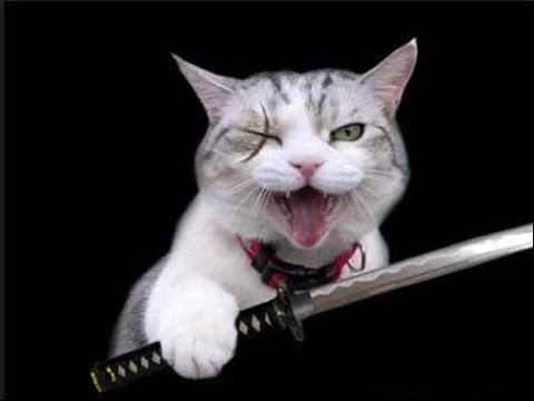 Кот с ножом