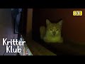 Secret of Cats Appearing on 5th Floor Railing l Kritter Klub