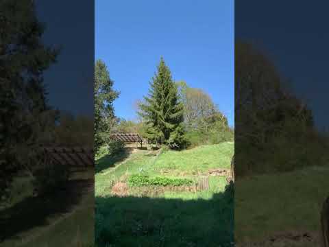 Baumfällung