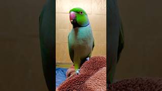 bolne wala tota #talkingparrot #parrot #talkingparrotdestech #destech