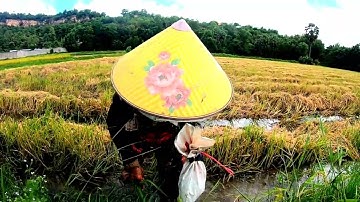 Người phụ nữ khmer chuyên đi bắt cua đồng trên ruộng bậc thang Tà Pạ, Núi Tô, Tritôn,  AG 18/08/2022