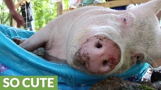 Huge Pig Chills Out In Tiny Mini Pool