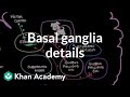 Understanding the Indirect Pathway of the Basal Ganglia