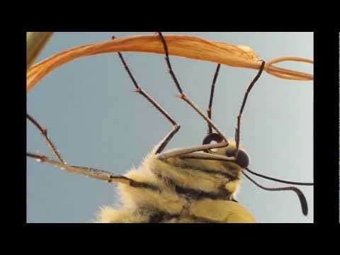 Video: Quasi Un Miliardo Di Farfalle Monarca Sono Scomparse Dal 1990