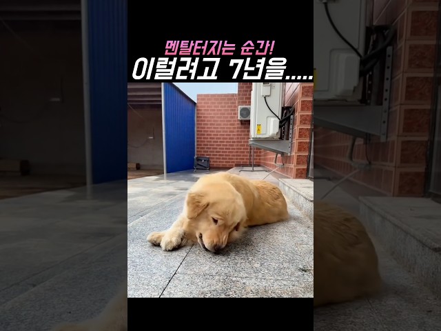 리트리버의 선택! 상대는 7년의 내공을 쌓고세상에 나온 00 !!!!!과연 결과는??? #funny #funnyanimals #dog #리트리버 #골든리트리버 #웃긴영상