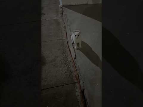 Gato impostor, quise ayudarlo y me atacó, parte 3
