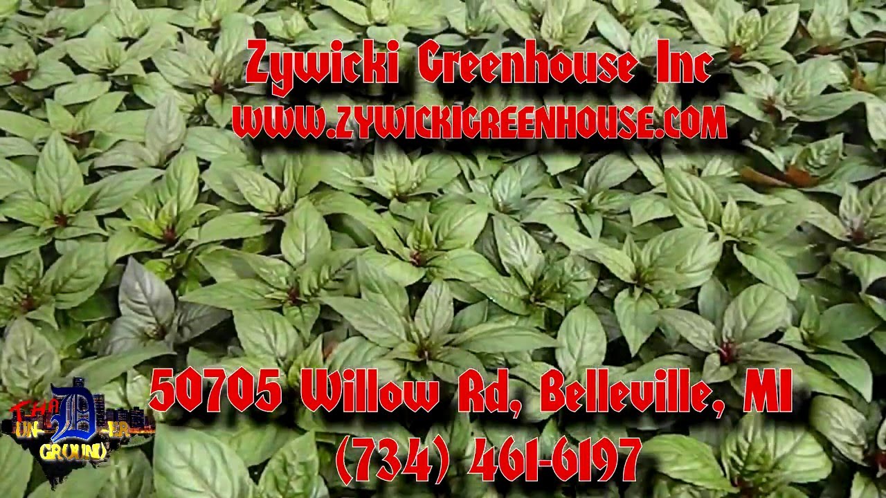 Zywicki Greenhouse Tha UnDeR Ground Local Business spotlight. (How flowers are made) YouTube