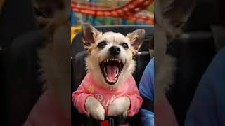 No Rocco I wasn't screaming!!