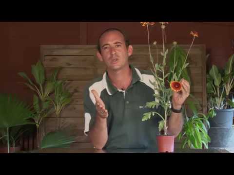 Vidéo: Laitue 'Yougoslavian Red' Info: Comment planter des graines de laitue rouge yougoslave